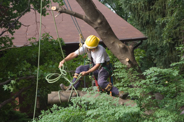 Professional Tree Care in Crest, CA