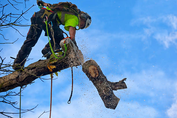 How Our Tree Care Process Works  in  Crest, CA