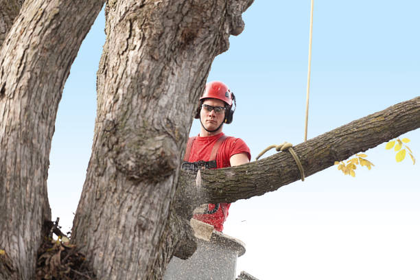 Best Commercial Tree Services  in Crest, CA
