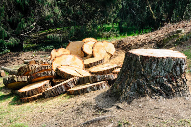 Best Arborist Consultation Services  in Crest, CA